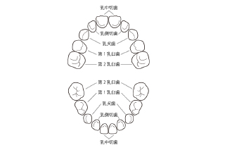 広島県呉市阿賀中央・小早川歯科医院・歯が生えてくる場所や順番